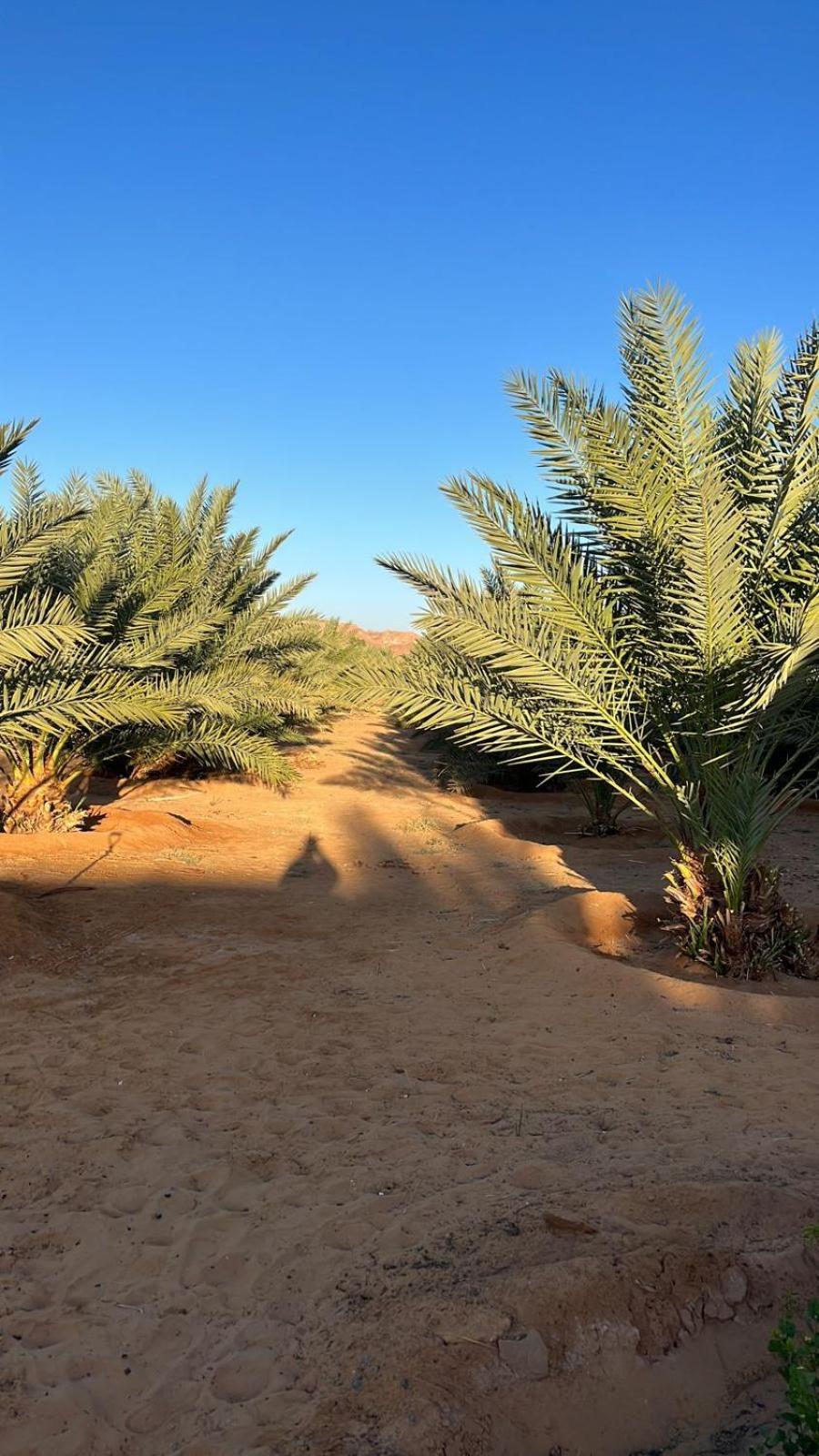 منتجع إستكنان The Quite 2 Leilighet Al Ula Eksteriør bilde